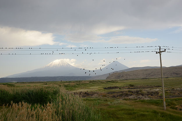 3-Antoinette-Nausikaa--Birds-on-a-wire_Ararat-2014