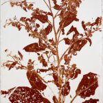 Piet Dieleman, Herbarium, We Like Art, 05.12.716