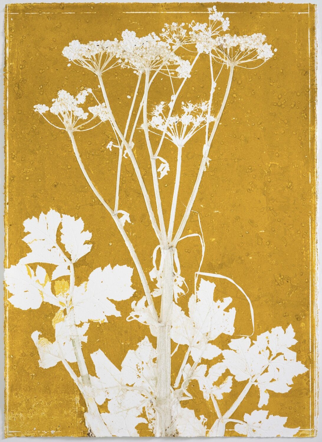 Piet Dieleman, Herbarium