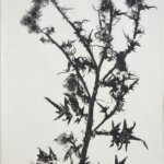 Piet Dieleman, Monotype Herbarium, 54 x 77 cm, We Like ArtDSC00781-2